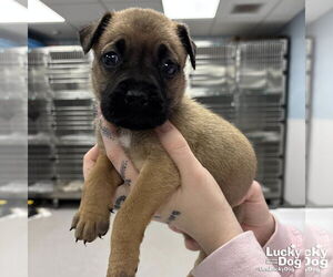 Labrador Retriever-Unknown Mix Dogs for adoption in Washington, DC, USA