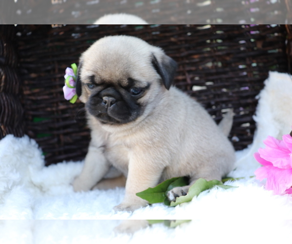 Medium Photo #4 Pug Puppy For Sale in SHILOH, OH, USA