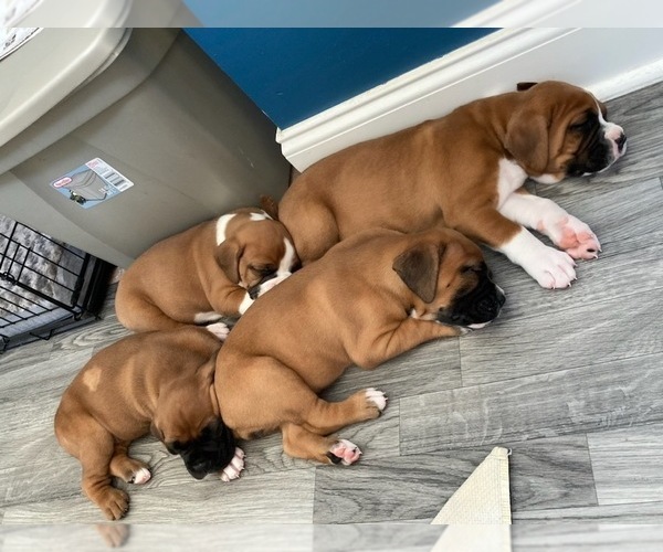 View Ad Boxer Litter of Puppies for Sale near North Carolina