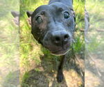 Small American Staffordshire Terrier Mix