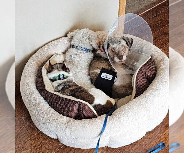 Medium Photo #6 Miniature Schnauzer-Unknown Mix Puppy For Sale in Fargo, ND, USA