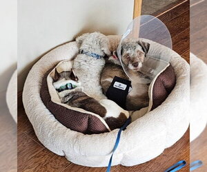 Gerard - Male Miniature Schnauzer-Unknown Mix Dog for Adoption - Photo #6