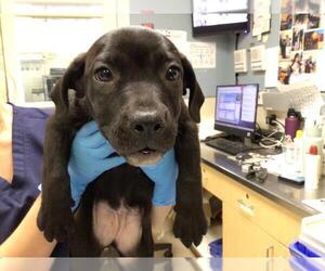 Mutt Dogs for adoption in Riverside, CA, USA