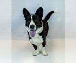 Small #4 Labrador Retriever Mix
