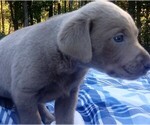 Small Photo #1 Labrador Retriever Puppy For Sale in ASHEBORO, NC, USA