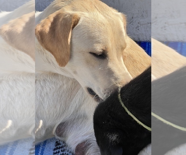 Medium Photo #1 Labrador Retriever Puppy For Sale in BONSALL, CA, USA