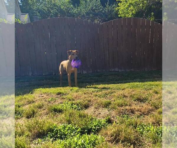 Medium Photo #6 American Staffordshire Terrier-Unknown Mix Puppy For Sale in Holly Springs, NC, USA