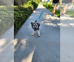 Small #1 Mutt