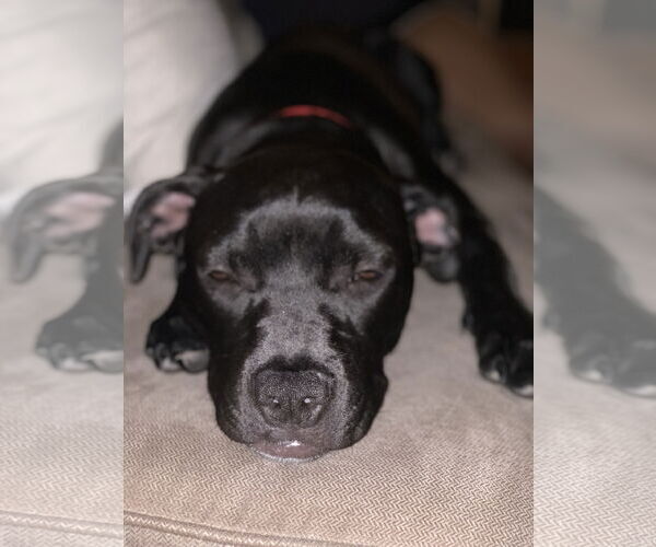 Medium Photo #8 American Staffordshire Terrier-Labrador Retriever Mix Puppy For Sale in Holly Springs, NC, USA
