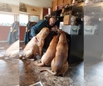 Small Photo #3 Bullmastiff Puppy For Sale in REDGRANITE, WI, USA