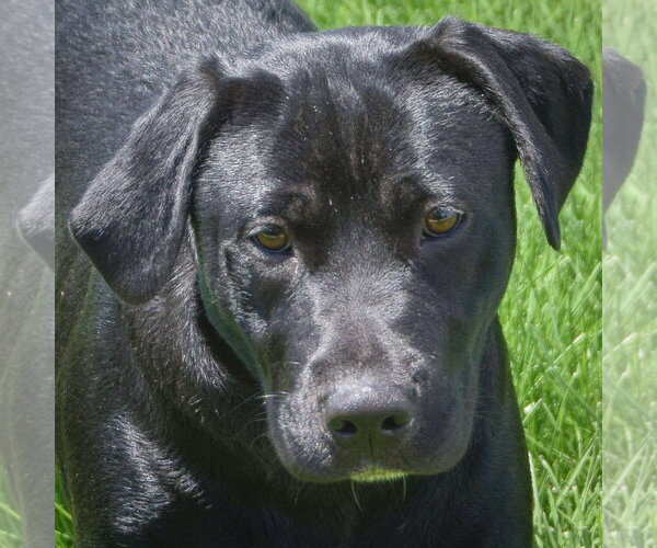 Medium Photo #1 Mutt Puppy For Sale in Huntley, IL, USA