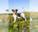 Small #4 Basenji-Rat Terrier Mix