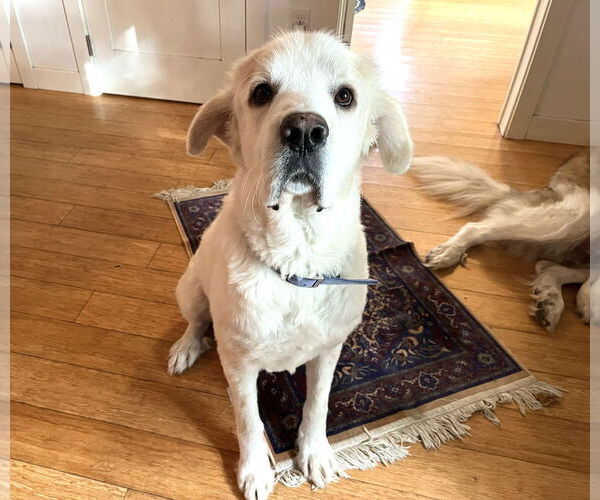 Medium Photo #2 Great Pyrenees Puppy For Sale in Spring, TX, USA