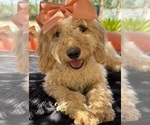 Small Photo #58 Goldendoodle mix (+ Poodle Miniature) Puppy For Sale in MENIFEE, CA, USA