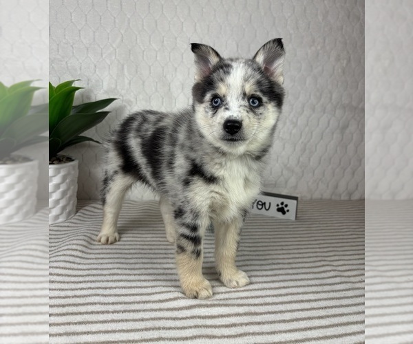 Medium Photo #6 Pomsky Puppy For Sale in GREENFIELD, IN, USA
