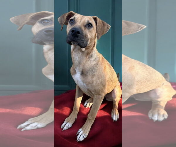 Medium Photo #11 Black Mouth Cur Puppy For Sale in Lexington, SC, USA