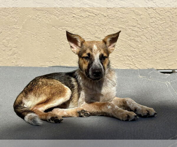 Medium Photo #1 Mutt Puppy For Sale in Paso Robles, CA, USA