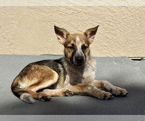 Mutt Dogs for adoption in Paso Robles, CA, USA