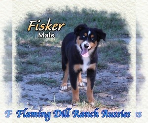 Miniature Australian Shepherd Puppy for sale in FORESTBURG, TX, USA