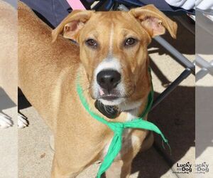 Rocco - Male Black Mouth Cur-Unknown Mix Dog for Adoption