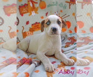 American Pit Bull Terrier-Unknown Mix Dogs for adoption in Wakefield, RI, USA