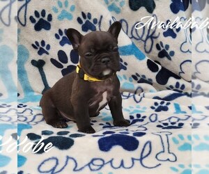 French Bulldog Puppy for sale in SEATTLE, WA, USA