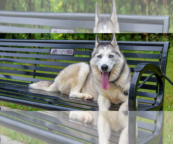 Medium Photo #2 Siberian Husky Puppy For Sale in Omaha, NE, USA