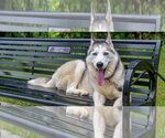 Small Photo #2 Siberian Husky Puppy For Sale in Omaha, NE, USA