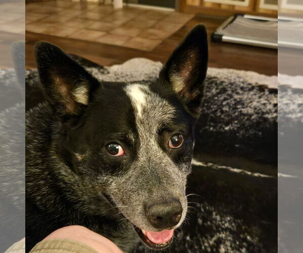 Medium Photo #1 Mutt Puppy For Sale in Garden City, NY, USA