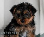 Small #2 Yorkshire Terrier