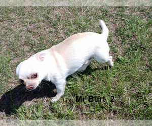 Father of the Chihuahua puppies born on 05/18/2025