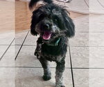 Small Poodle (Miniature) Mix
