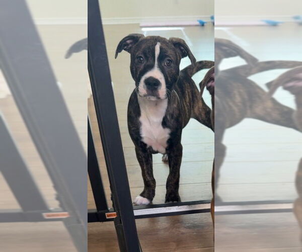 Medium Photo #6 Boxer-Unknown Mix Puppy For Sale in Dana Point, CA, USA