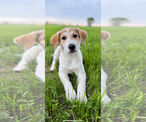 Great Pyrenees-Red Heeler Mix Dogs for adoption in McKinney, TX, USA