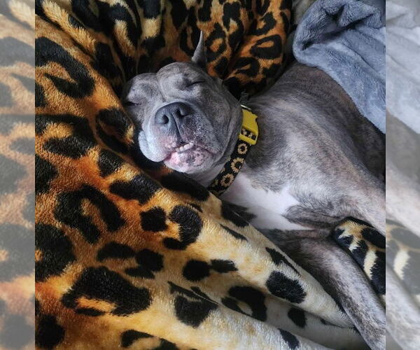 Medium Photo #40 American Pit Bull Terrier-American Staffordshire Terrier Mix Puppy For Sale in Wenonah, NJ, USA