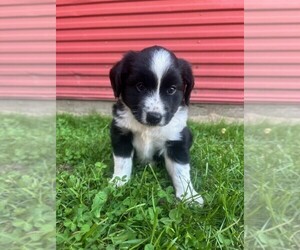 Miniature Australian Shepherd Puppy for sale in HOLDINGFORD, MN, USA