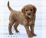Small #3 Goldendoodle (Miniature)