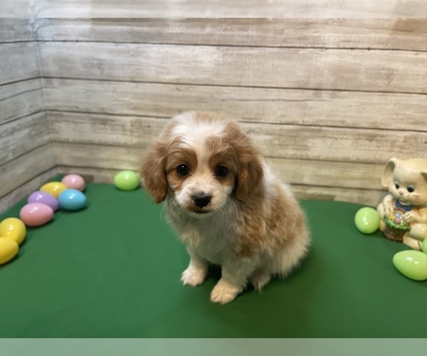 Medium Photo #2 Cavapoo Puppy For Sale in FULTON, KS, USA