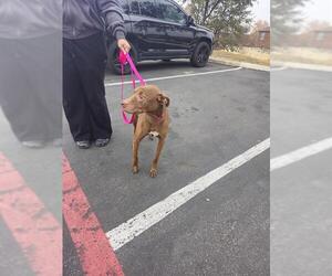 Irish Setter Mix Dog for Adoption in San Antonio, Texas USA