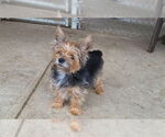 Small Mutt