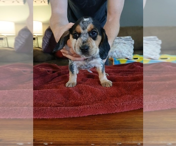 Medium Photo #25 Beagle Puppy For Sale in BOWLING GREEN, MO, USA