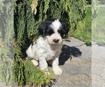 Small #2 Tibetan Terrier