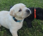 Small Photo #15 Labrador Retriever Puppy For Sale in DEARBORN, MO, USA