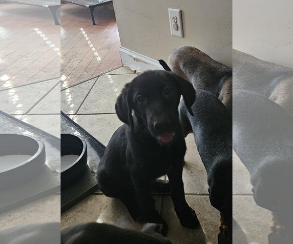 Medium Photo #3 Labrador Retriever Puppy For Sale in Tracy City, TN, USA