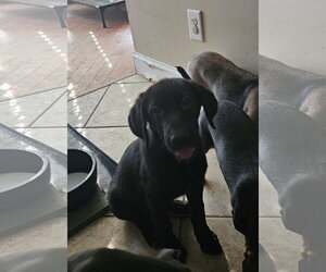 Kodiak - Female Labrador Retriever Dog for Adoption - Photo #3