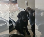 Small Photo #3 Labrador Retriever Puppy For Sale in Tracy City, TN, USA