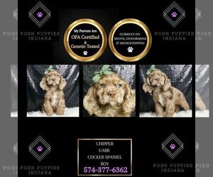 Cocker Spaniel Puppy for sale in WARSAW, IN, USA