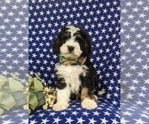 Miniature Bernedoodle Puppy for sale in OXFORD, PA, USA