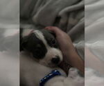 Small Photo #9 American Staffordshire Terrier-Unknown Mix Puppy For Sale in Holly Springs, NC, USA