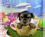 Small #1 Yorkshire Terrier